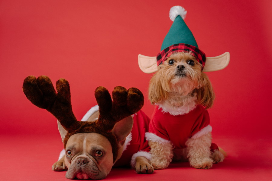 Δύο σκυλιά με στολή ταράνδου Χριστουγεννιάτικη, σε κόκκινο φόντο